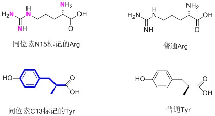 稳定同位素标记技术1