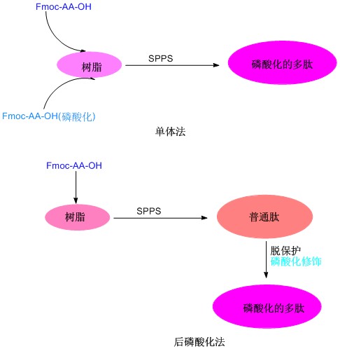 多磷酸化肽标记技术2