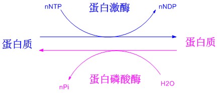 磷酸化的作用(专肽生物www.allpeptide.com)