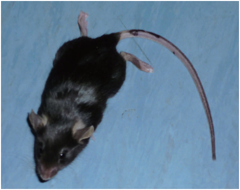 神经功能评分为4分的EAE模型小鼠